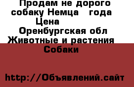 Продам не дорого собаку Немца 2 года › Цена ­ 7 000 - Оренбургская обл. Животные и растения » Собаки   